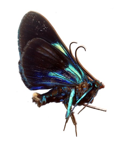 Lepidoptera geometridae - lepidoptera,,
