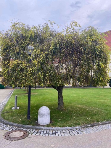 Betula pendula youngii - pendula, "youngii"