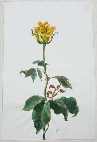 Rose blumen stillleben - rose,