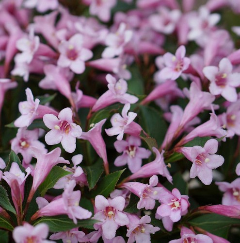 Weigelie pink poppet - poppet,
