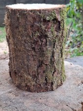 DEKO Baumstamm Holz Klotz KASTANIE Höhe 18 cm Durchmesser 13 cm Baumscheibe