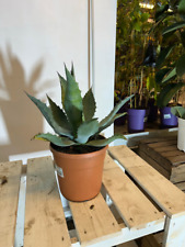 Blaue Agave americana 45-60cm