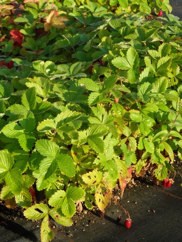 Fragaria vesca verbesserte - fragaria,