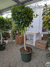 Ficus microcarpa 'Moclame' Chinesische Feige 1,5m immergrün Zimmerpflanze Bonsai