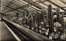 Ak Berlin Zehlendorf Dahlem, Botanischer Garten, Kakteenhaus - 4700883