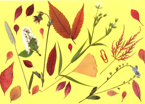 Herbarium gepresste