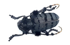 Cerambycidae, Aristobia sp. 