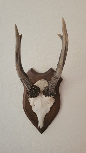 Hirschgeweih klein - hirschgeweih,