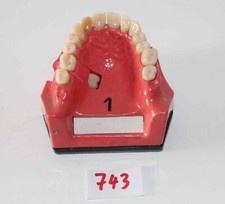 Go Dent Schaumodell Nr.  1