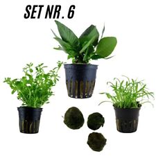 Sahawa Aquarienpflanzen  3 Topfpflanzen Set Nr. 6  Nano Wasserpflanzen +3 MK