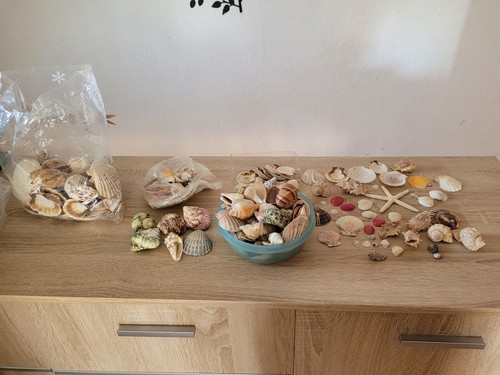 Muschel-Sammlung