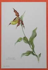Frauenschuh  Cypripedium