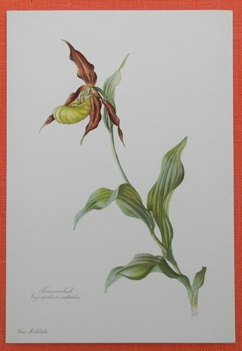 Frauenschuh cypripedium - frauenschuh,