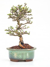 Bonsai Zelkova serrata Shohin