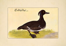 Ein Muhr Vogel Reiherente Entenvogel Wasservogel Zugvogel Leonhardt Baldner 023