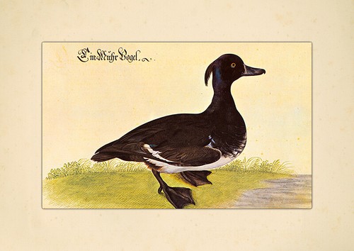Ein muhr vogel reiherente - muhr,