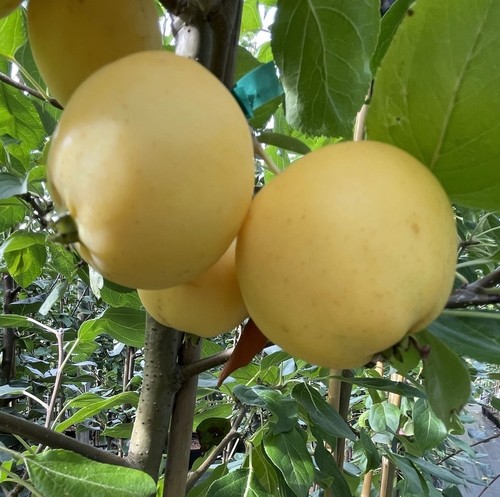 Miniapfel uralskoe nalivnoe - miniapfel,