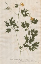 Chelidonium celandine