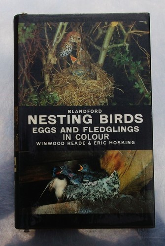 Nesting birds eggs - nesting, and