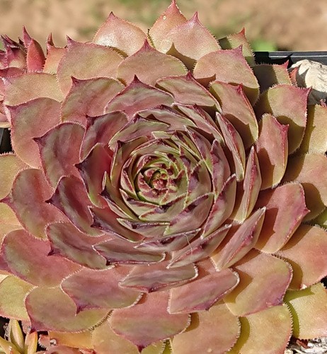 Sempervivum angelique 1 - sempervivum, "angelique"