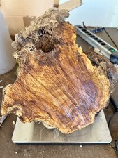 Olivenholz, Olive, zum