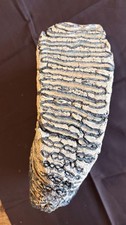 Mammut Backenzahn mit