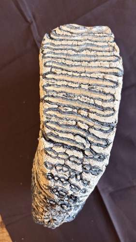Mammut backenzahn mit - mammut,