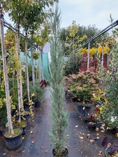 Juniperus Blue Arrow, 230-240cm SOLITÄR Toscanastyle, Raketenwacholder
