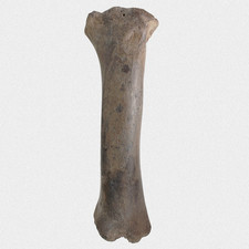 Fossil Steppenbison Radius