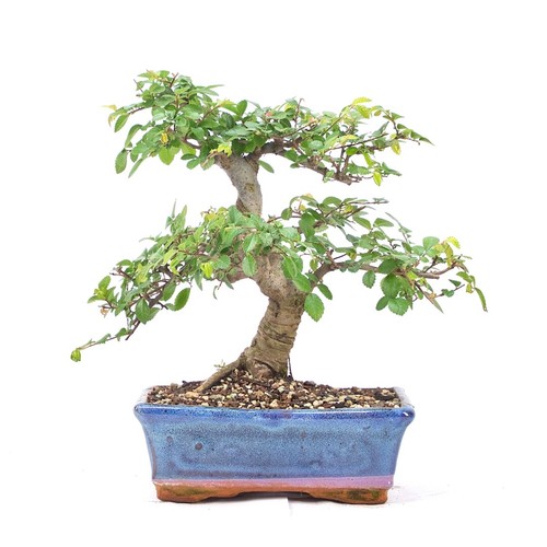 Bonsai chinesische ulme - chinesische,