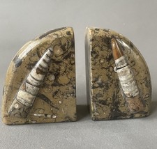 Buchstütze Fossil Ammonit