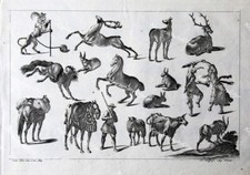 Jeremias Wolff Barock Kater