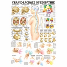 Craniosacrale osteopathie - craniosacrale,