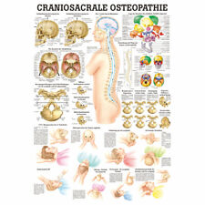 Craniosacrale Osteopathie