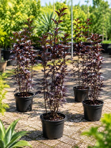 Schwarzer holunder sambucus - schwarzer,