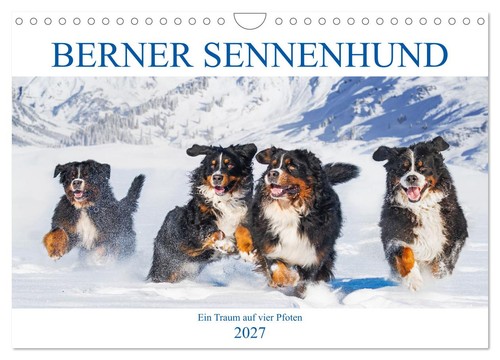 Berner sennenhund ein traum - sennenhund,
