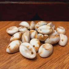 20 Acryl Muscheln Kauri Art