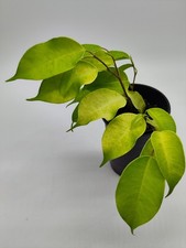 Ficus Benjamina "Yellow Gold"