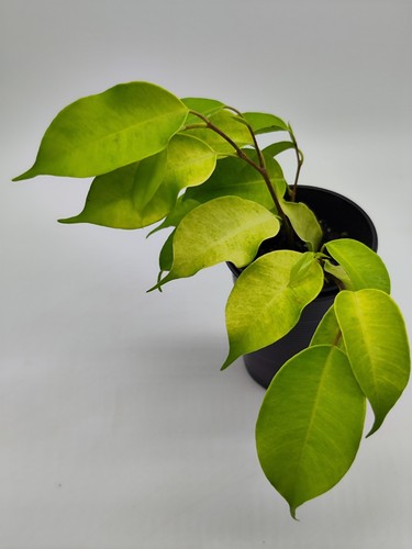 Ficus benjamina yellow - "yellow, gold"