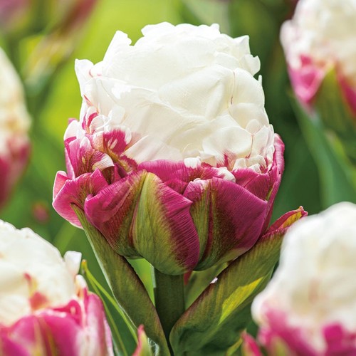 Tulpen blumenzwiebeln zwiebeln - tulpen,