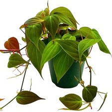 Philodendron Micans