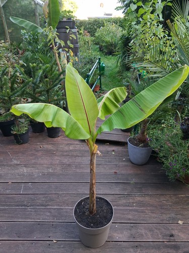 Musa sikkimensis - (red, tiger)