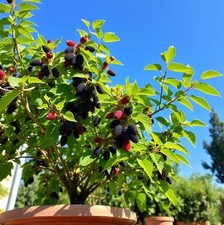 2x winterharte schwarze Maulbeer-Bäume exotische Pflanzen für den Garten