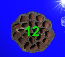 Aquarium Deko 🐟🦐