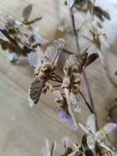 Feldahorn (Acer campestre)