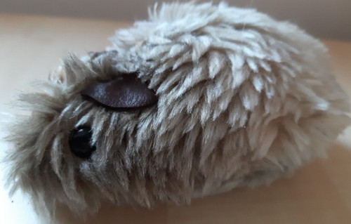 Meerschweinchen mehrfarbig - meerschweinchen,,