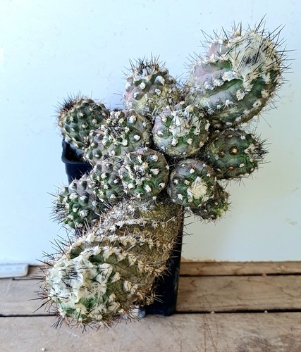 Copiapoa taltalensis gruppe - ,