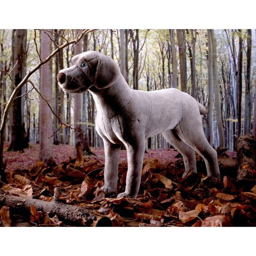 Kösen 5510 weimaraner cm - weimaraner, 47