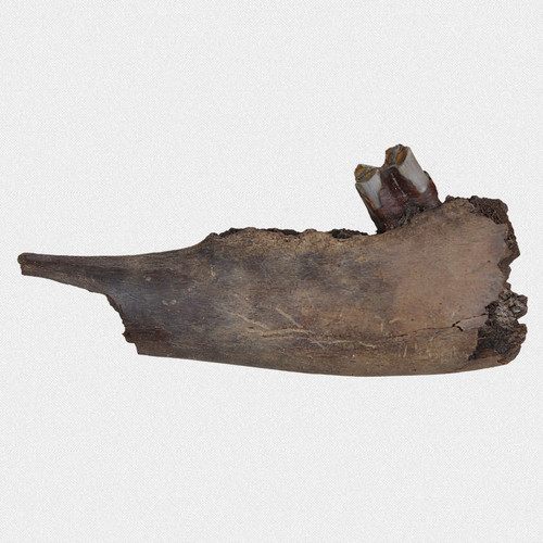 Fossil unterkiefer - fossil,