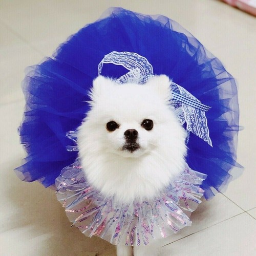 Hund hochzeit kleid spitze - hund,